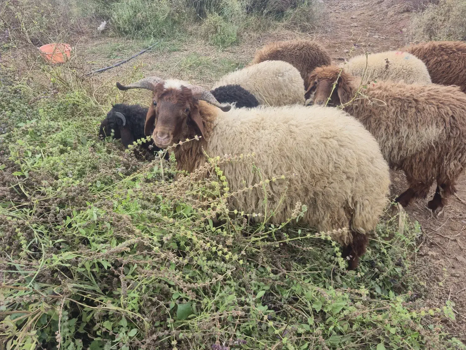 ۸عددبره۵تانر۳ماده خانگی پرگوشت سرحال|حیوانات مزرعه|کرخه, |دیوار