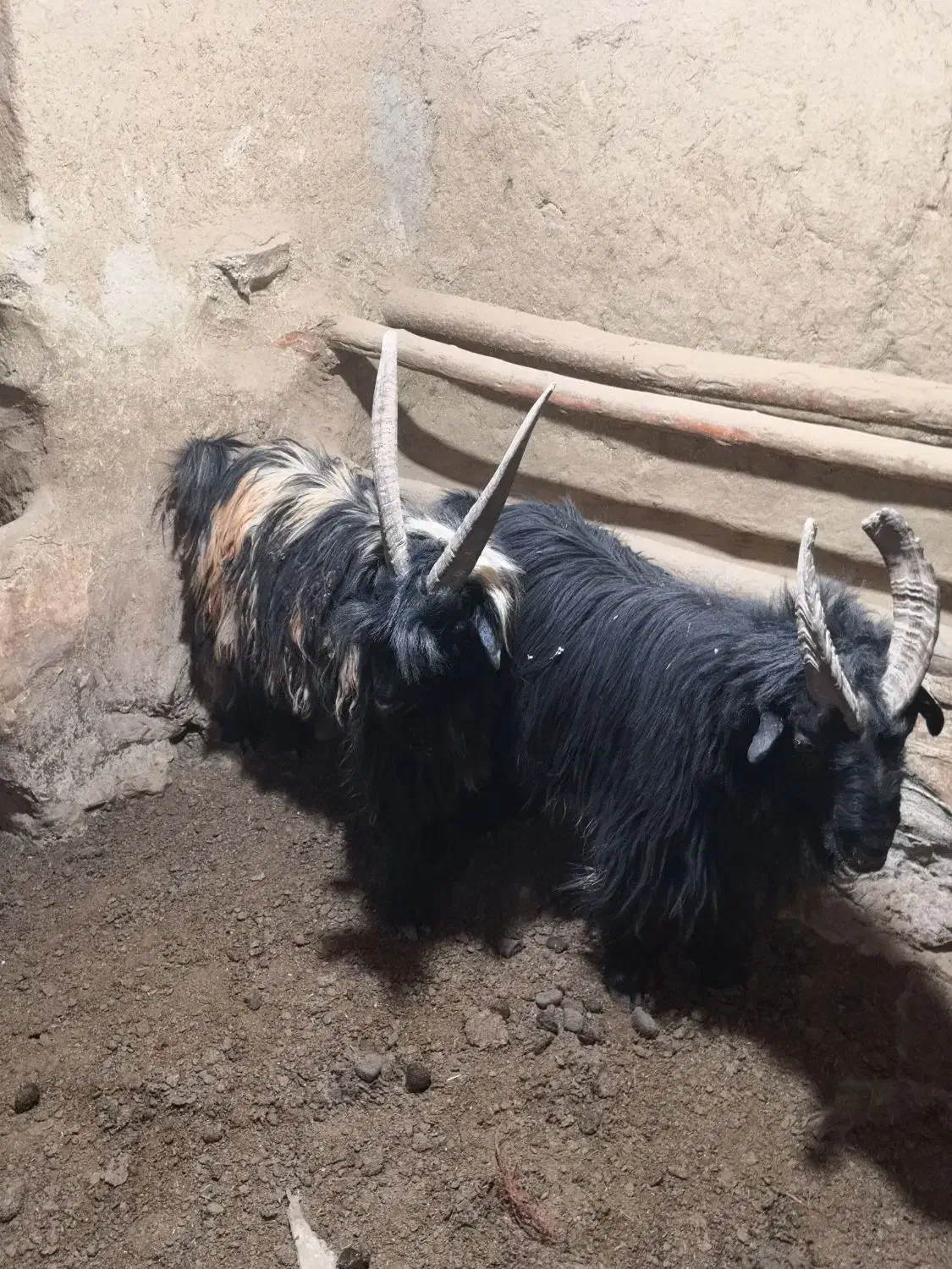 دوبر|حیوانات مزرعه|شهرکرد, |دیوار