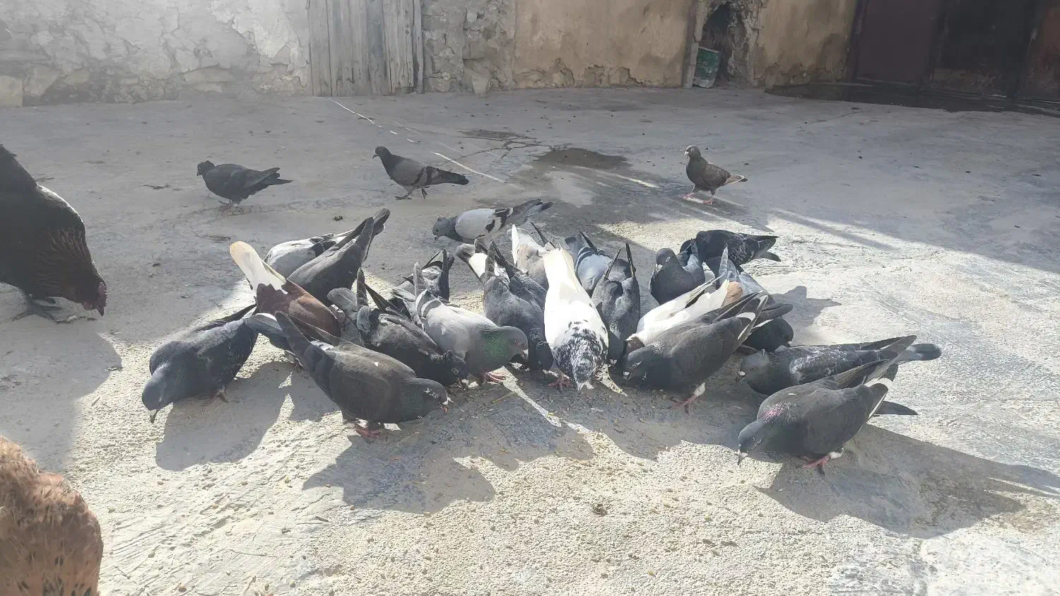 کبوتر|پرنده|دهدشت, |دیوار