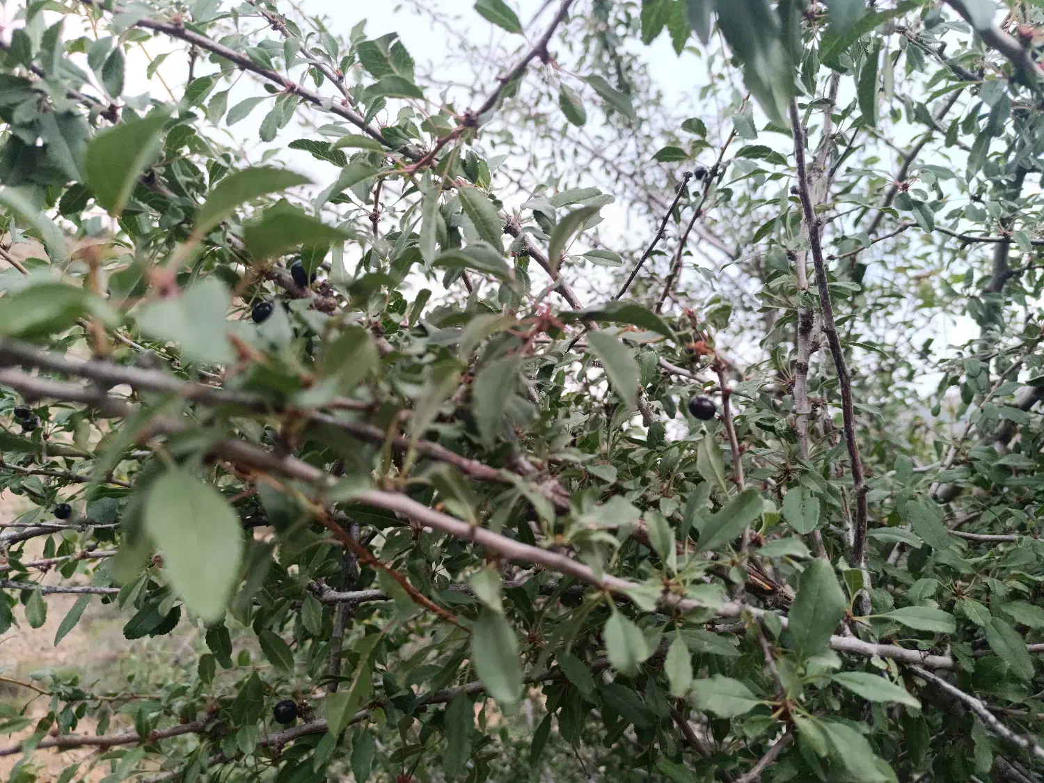 فروش زمین مسکونی در روستای  کوات|فروش زمین و ملک کلنگی|کیاسر, |دیوار
