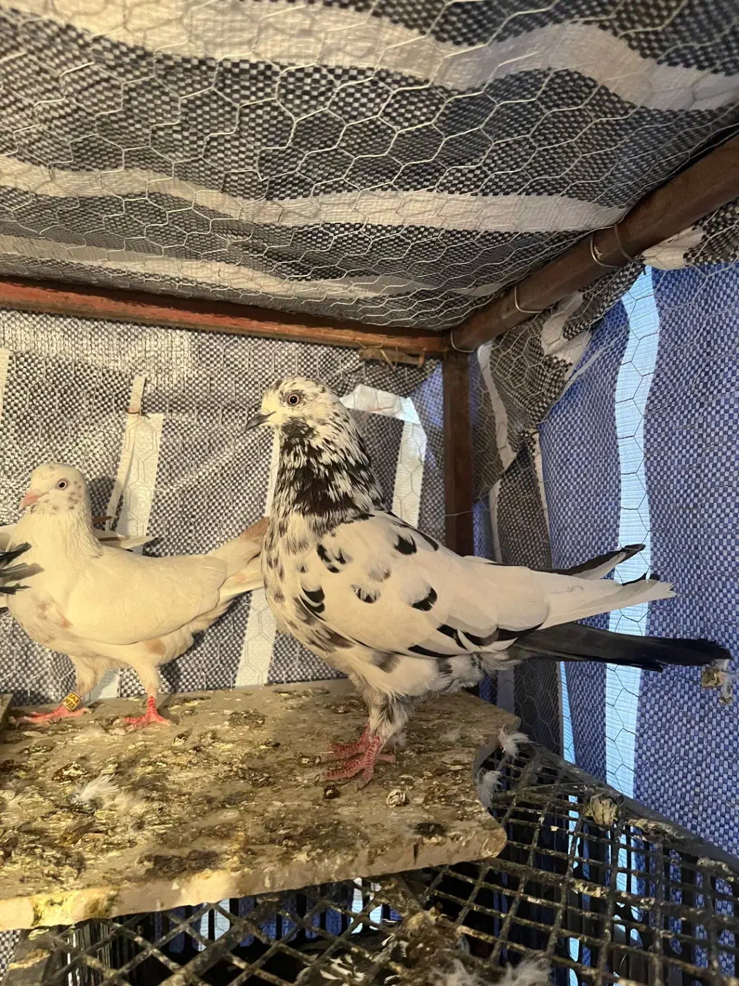 کبوتر پرشی|پرنده|تاتار علیا, |دیوار