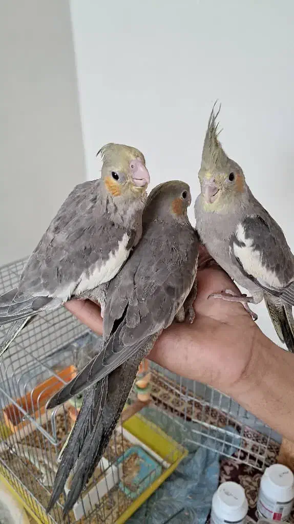 یه جفت عروس هلندی دستی|پرنده|شیراز, سعدیه شمالی|دیوار