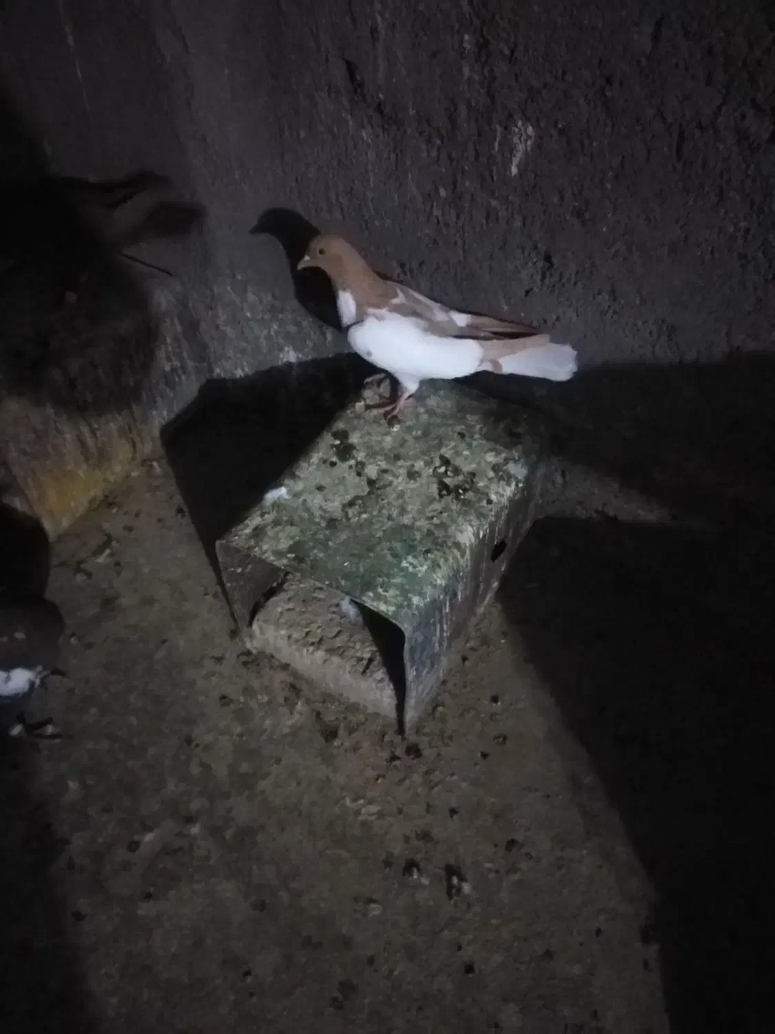 کرواتی افغونی زرد کرمونی و چندتا جوجه|پرنده|تربت‌حیدریه, شهرک ولیعصر|دیوار