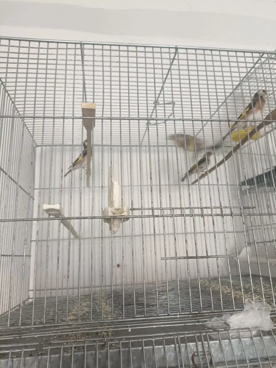 سهره ماده|پرنده|اسلامشهر, شهرک امام حسین (میان آباد)|دیوار