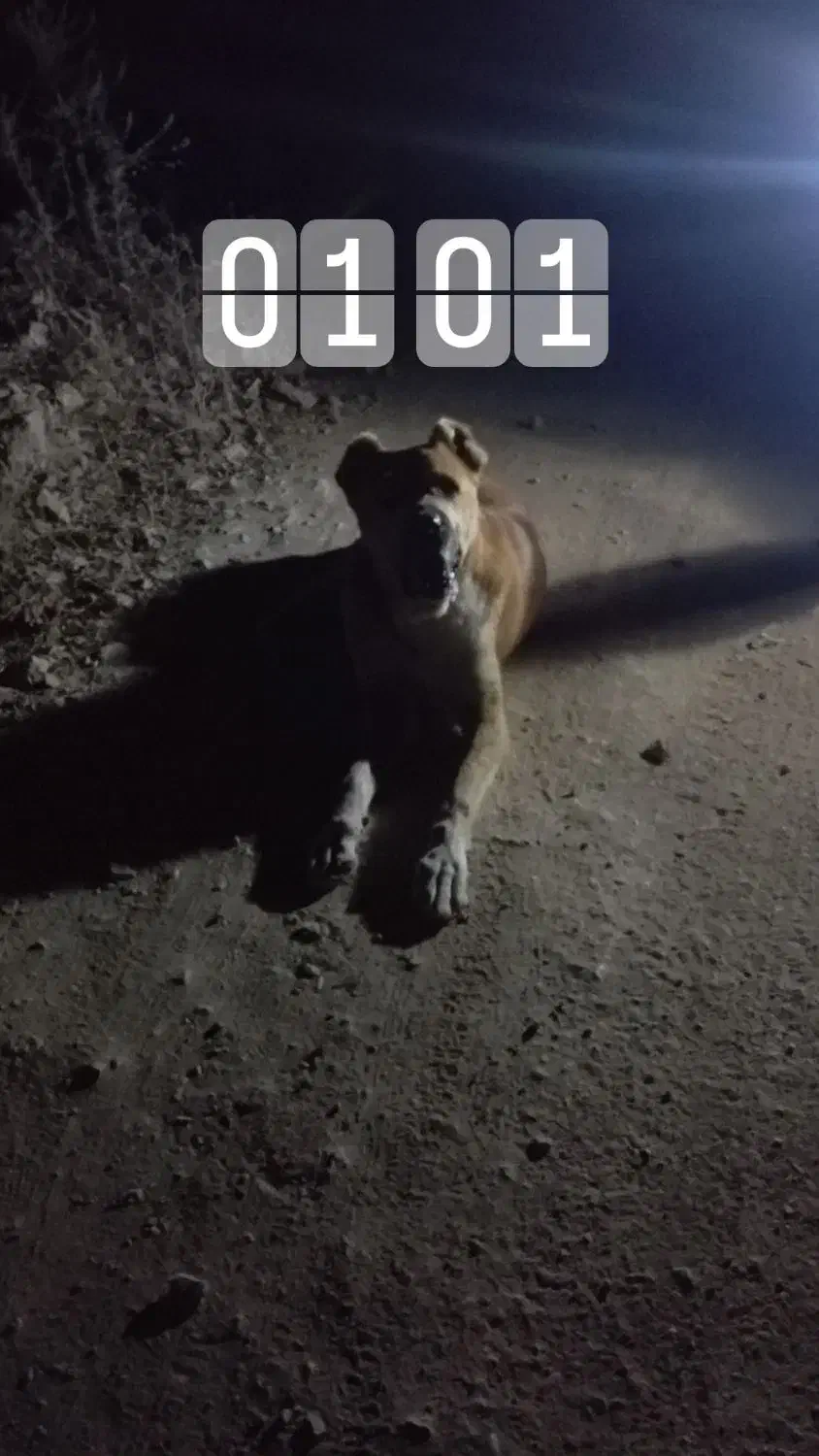 توافقی|فعالیت داوطلبانه|آشخانه, |دیوار