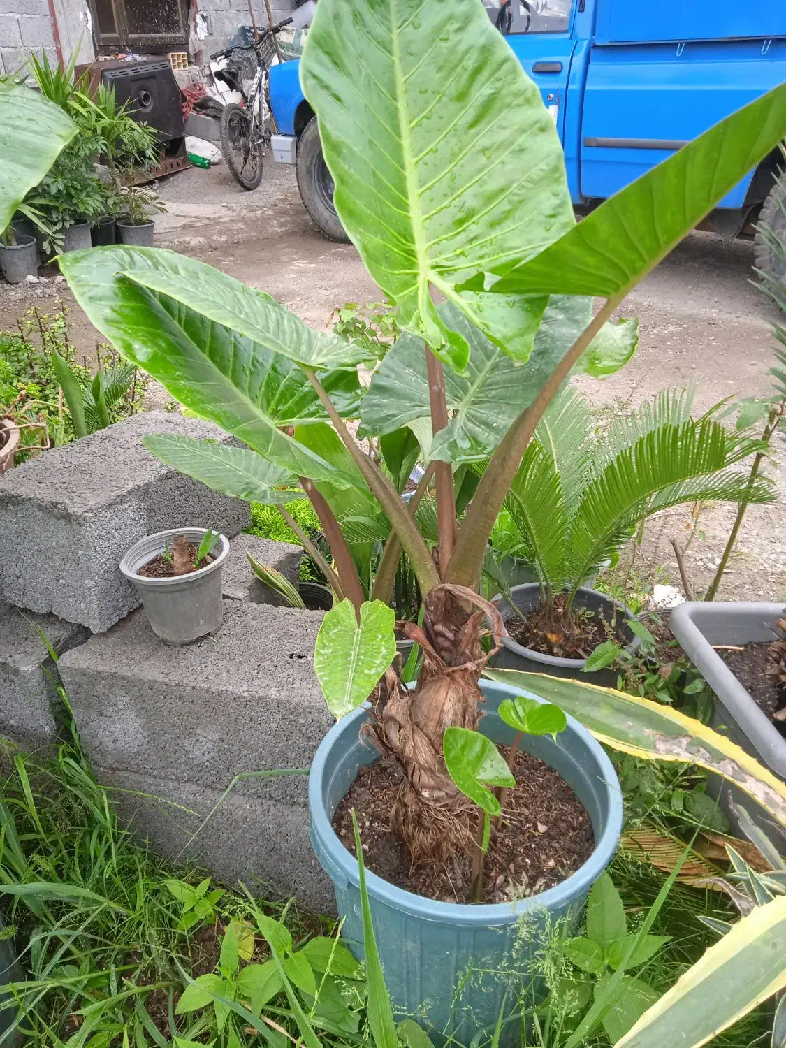 گل با با ادم در حد نو|گل و گیاه طبیعی|رحیم‌آباد, |دیوار