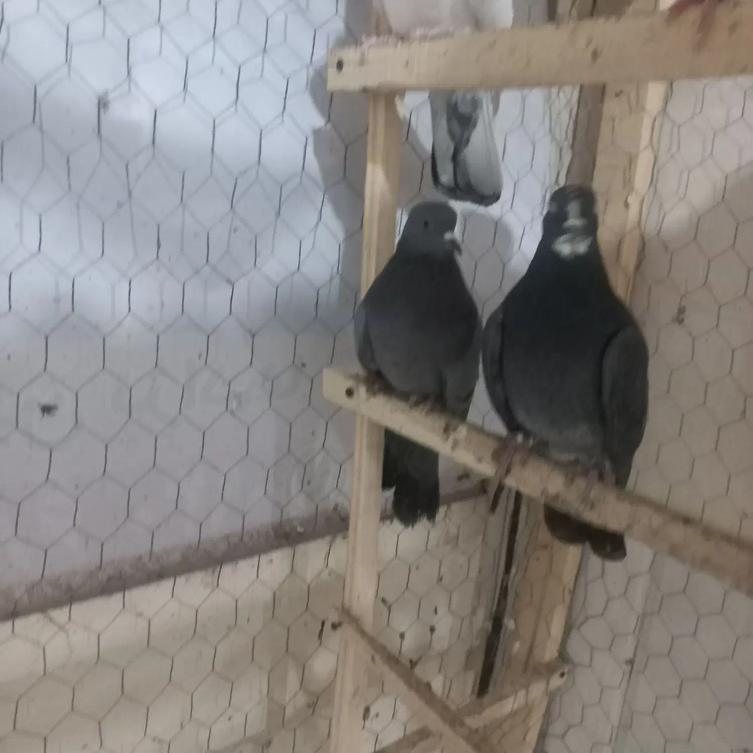 کبوتر قهوه خانه|پرنده|نقده, |دیوار