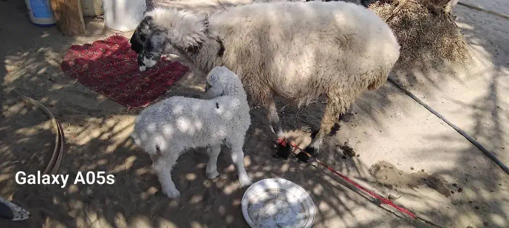 گوسفند فروشی|حیوانات مزرعه|ایرانشهر, |دیوار