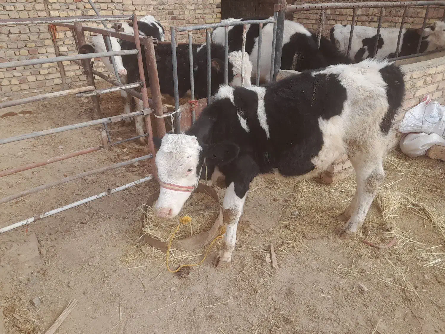 گوساله سمینتال|حیوانات مزرعه|اراک, |دیوار