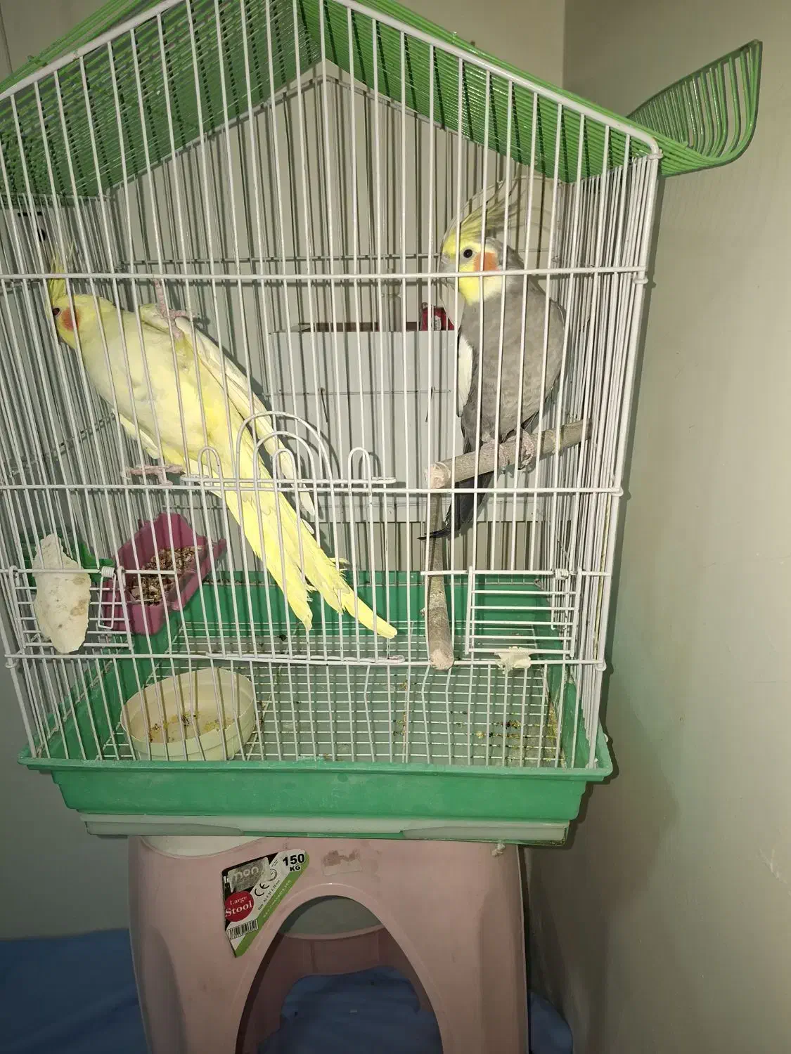 عروس هلندی|پرنده|مبارکه, |دیوار