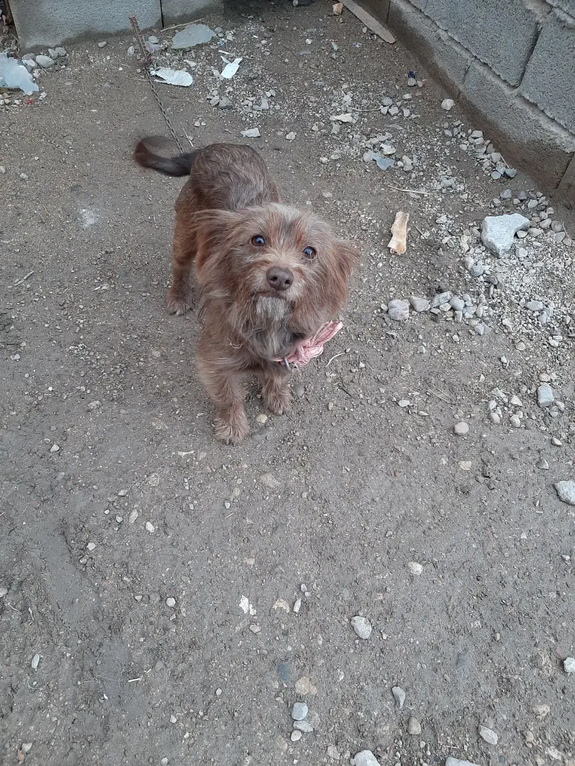 سگ پاکوتاه ماده|سگ|صادق آباد, |دیوار