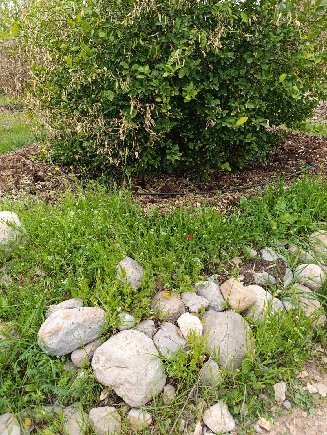 به یک نفر مجرد برای چوپانی گوسفند نیازمندیم...|استخدام سرایداری و نظافت|بوستان, |دیوار