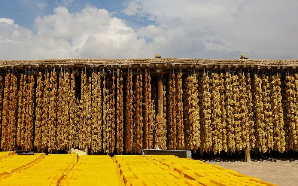 کشمش سبزه تیزابی و انگوری|حراج|ملایر, |دیوار