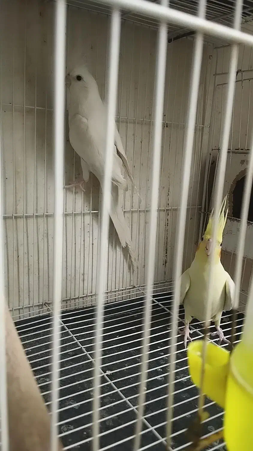 جفت عروس هلندی چشم شرابی|پرنده|مشهد, هدایت|دیوار