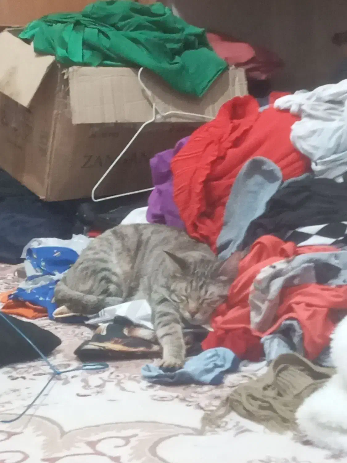 واگذاری|گربه|بندرعباس, |دیوار