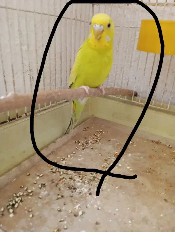 مرق عشق مرغ عشق|پرنده|تهران, حصارک|دیوار