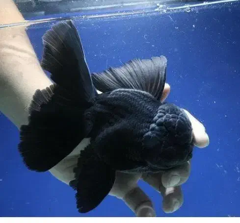 گلدفیش وارداتی|ماهی|بروجرد, |دیوار