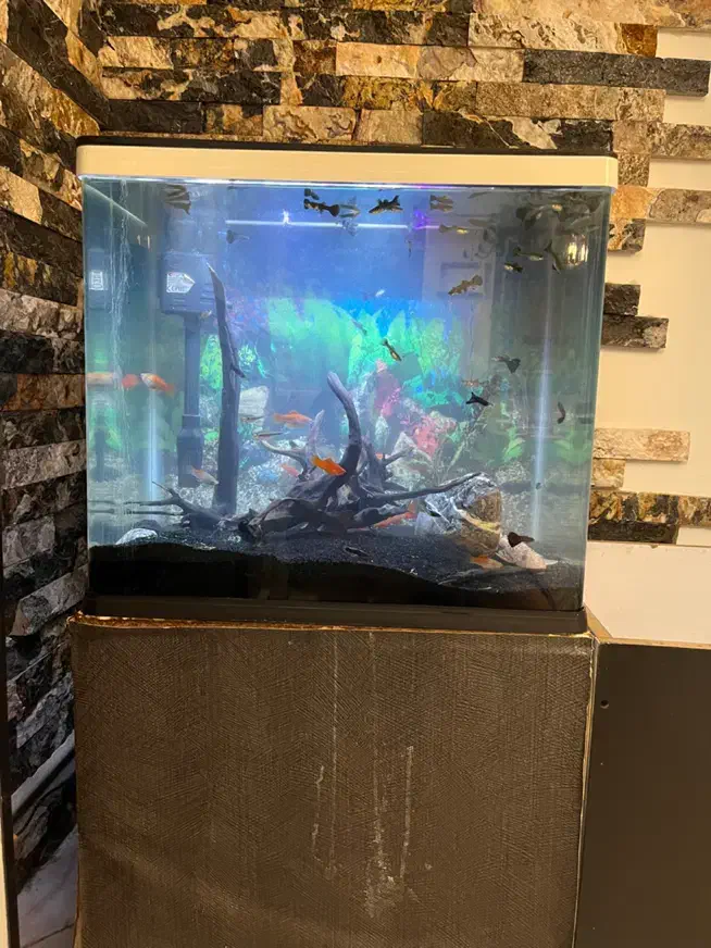 اکواریوم کوچیک شیشه خم شرکتی و تعدادی ماهی|ماهی|مشکین‌دشت, |دیوار