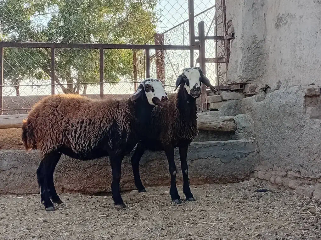 میش جوان|حیوانات مزرعه|هشتگرد, تهران دشت|دیوار