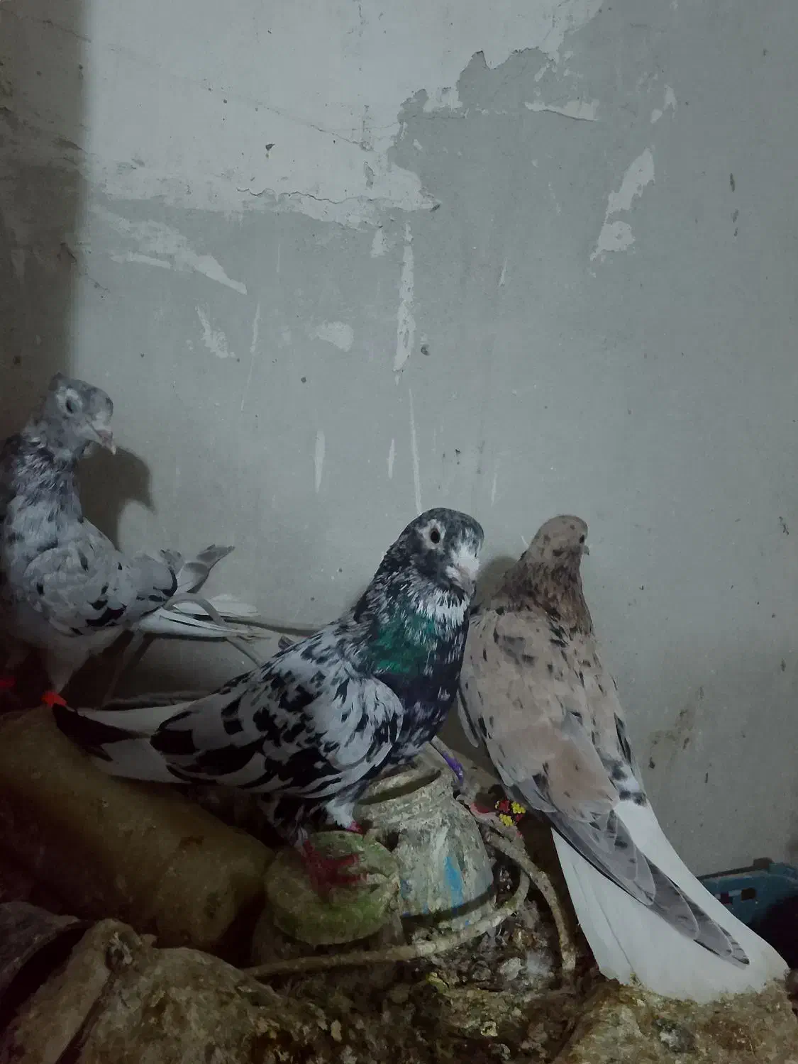 دمسفید|پرنده|نیشابور, مازول|دیوار