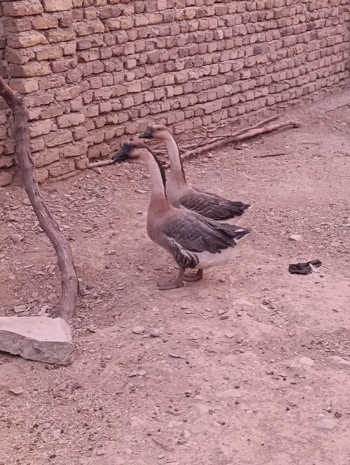 فروش یک جفت قوقاز اصل|حیوانات مزرعه|اسدآباد, |دیوار