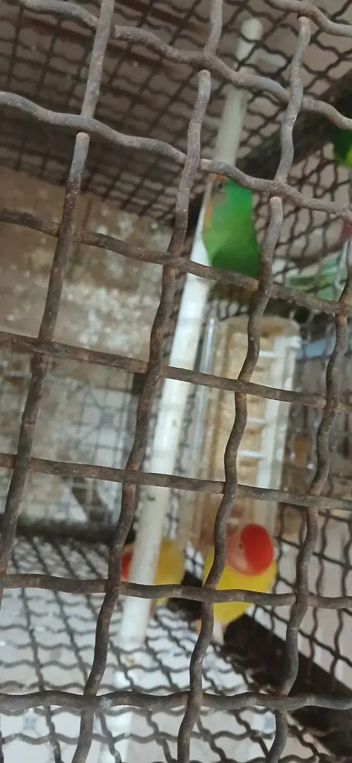 کوتوله|پرنده|جوین, |دیوار