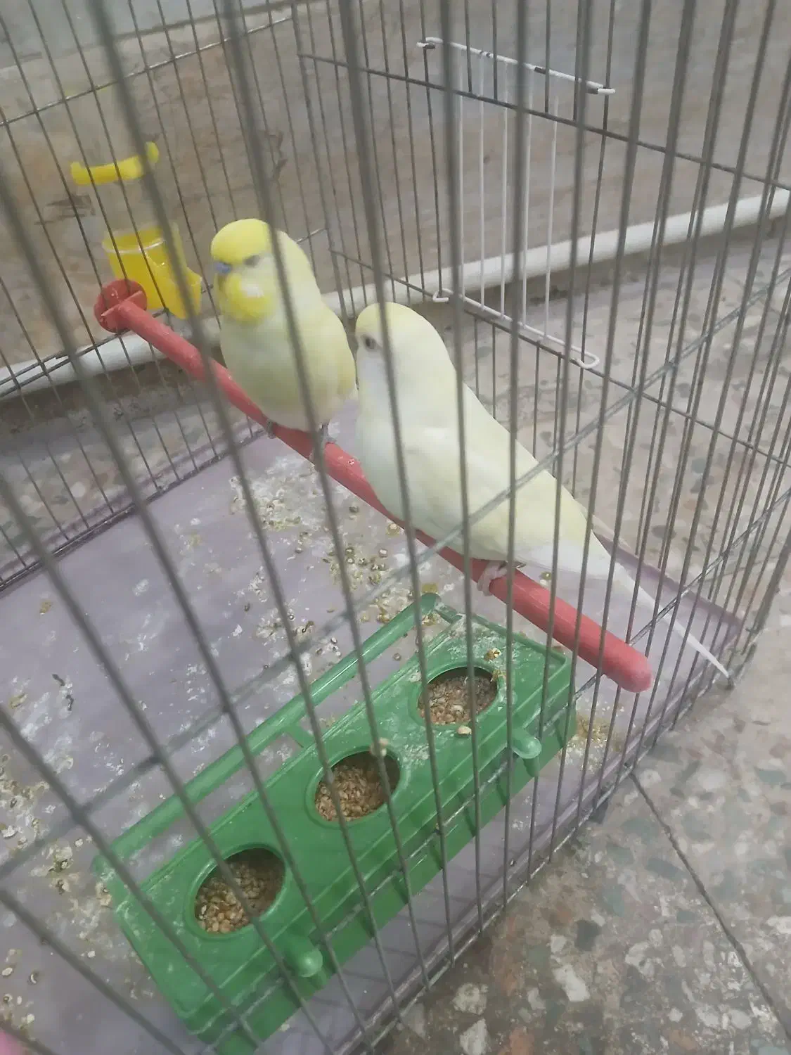 مرغ عشق رنگ خاص|پرنده|شهریار, شهرک بهاران (ویره)|دیوار