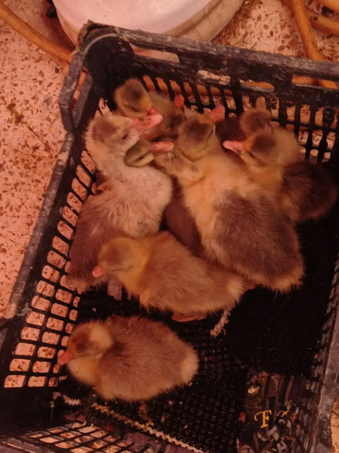 غاز|حیوانات مزرعه|شوشتر, |دیوار