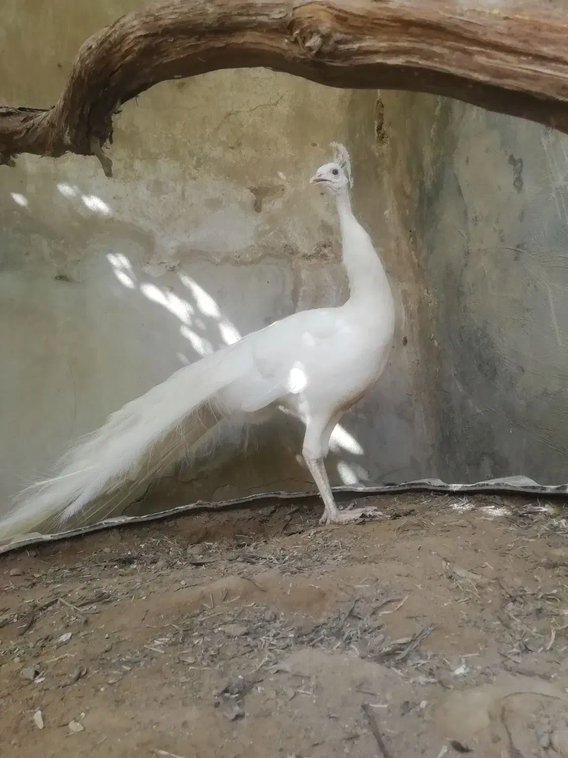 طاووس|پرنده|مشهد, آبکوه|دیوار