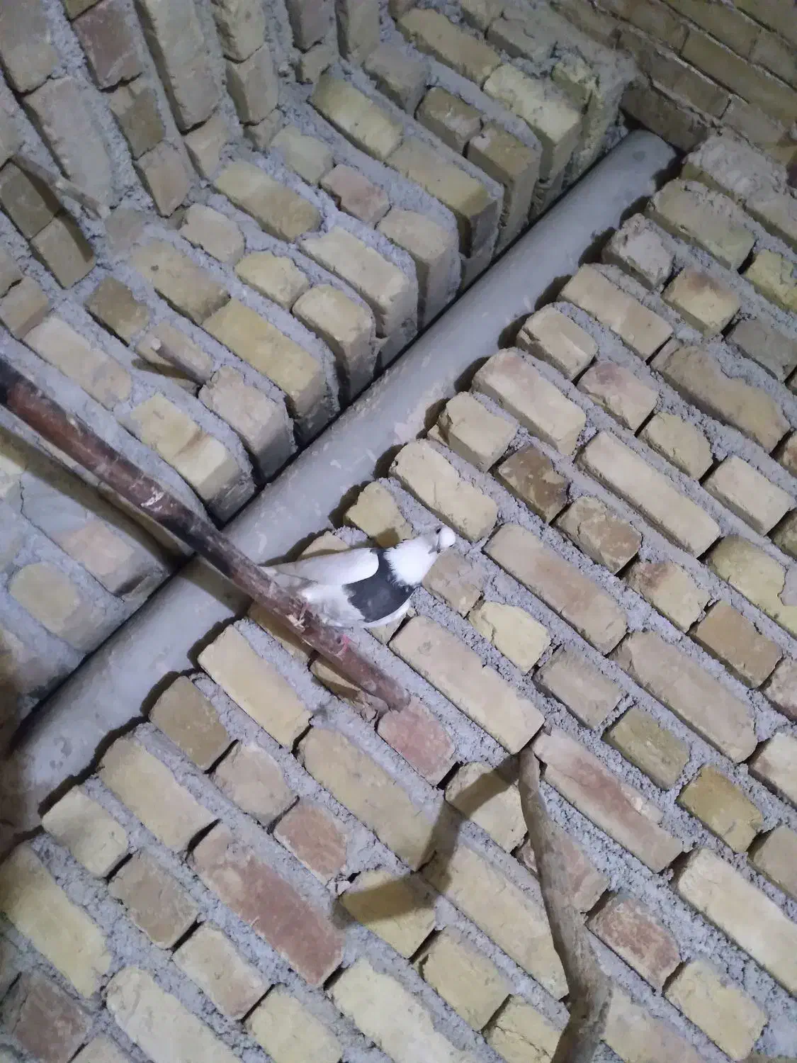 طوقی خرمایی کاکولی ماده|پرنده|رزن, |دیوار