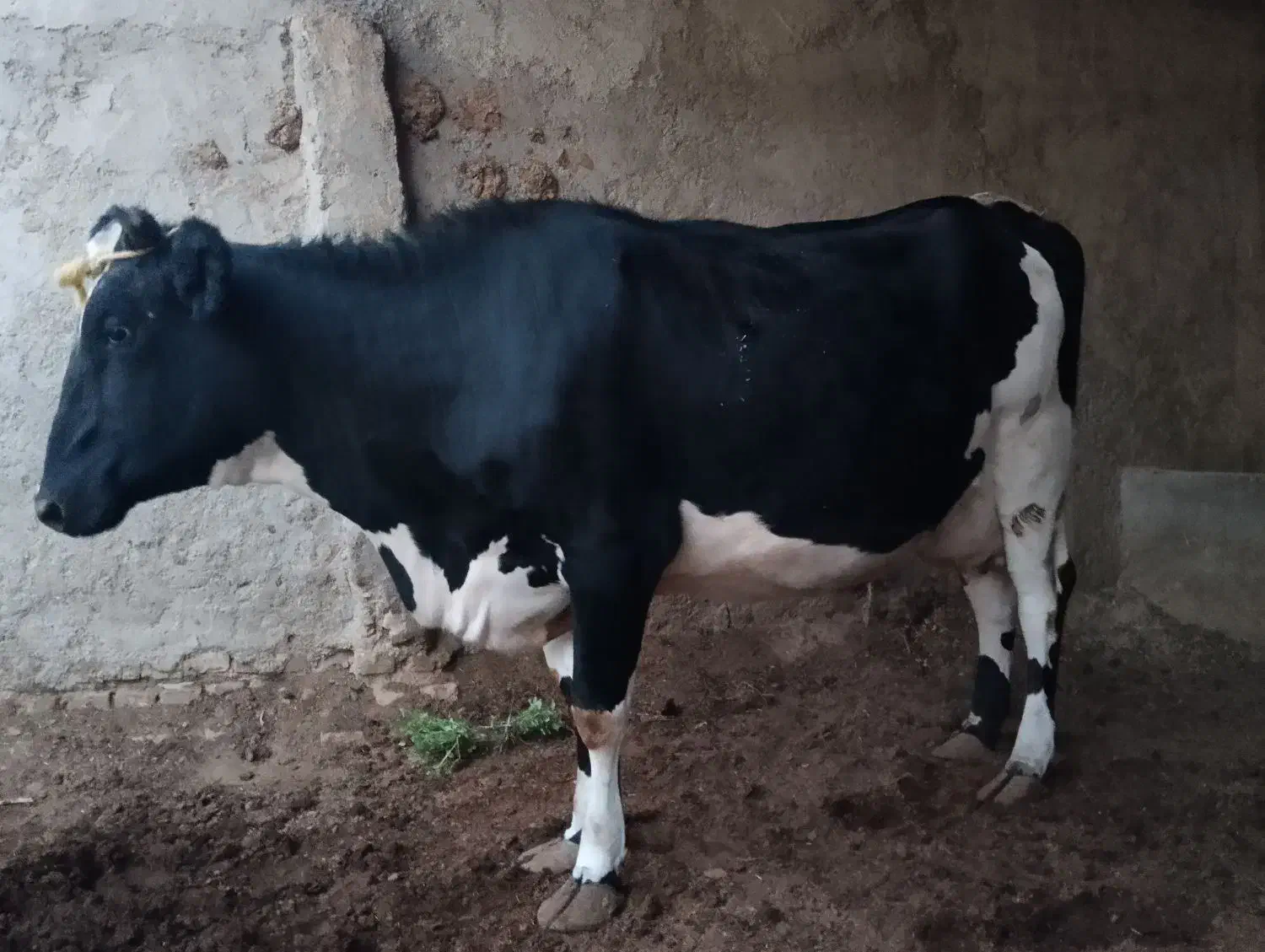 گاو ابست|حیوانات مزرعه|هیرمند, |دیوار