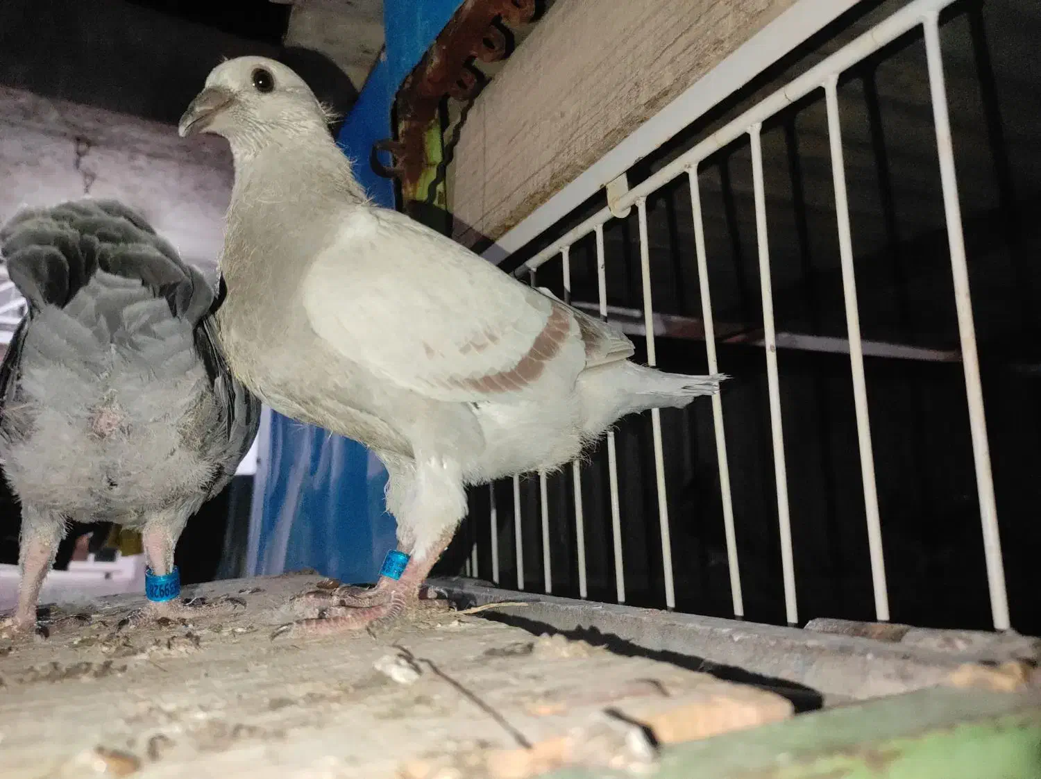 جوجه کبوتر مسافتی|پرنده|آبپخش, |دیوار