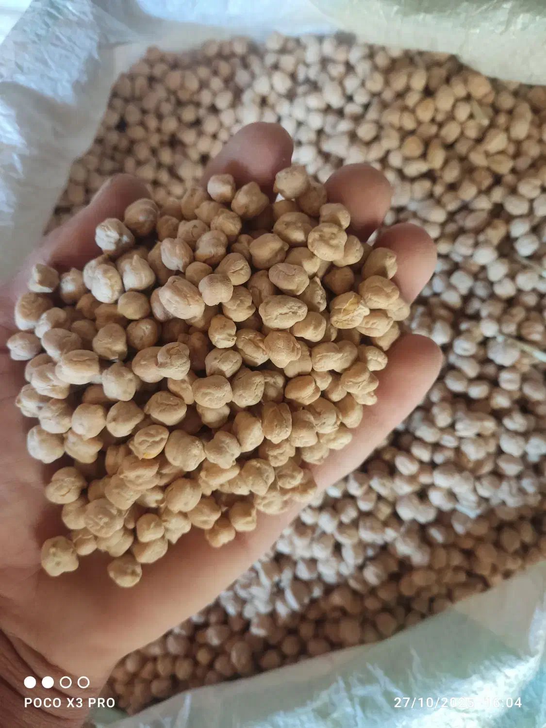 نخود درجه یک برای تخم|عمده‌فروشی|خزل, |دیوار