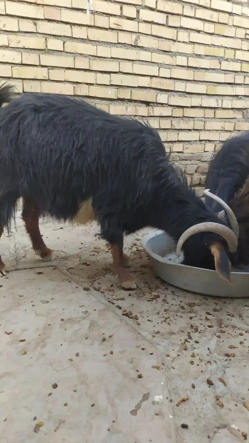 بز و بزغاله|حیوانات مزرعه|همدان, |دیوار