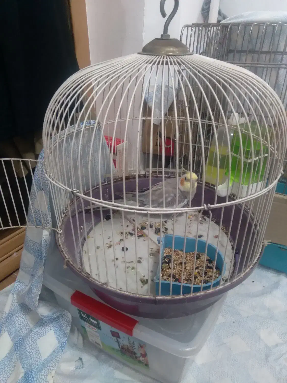 طوطی بیار خوب|پرنده|رشت, رودباری|دیوار