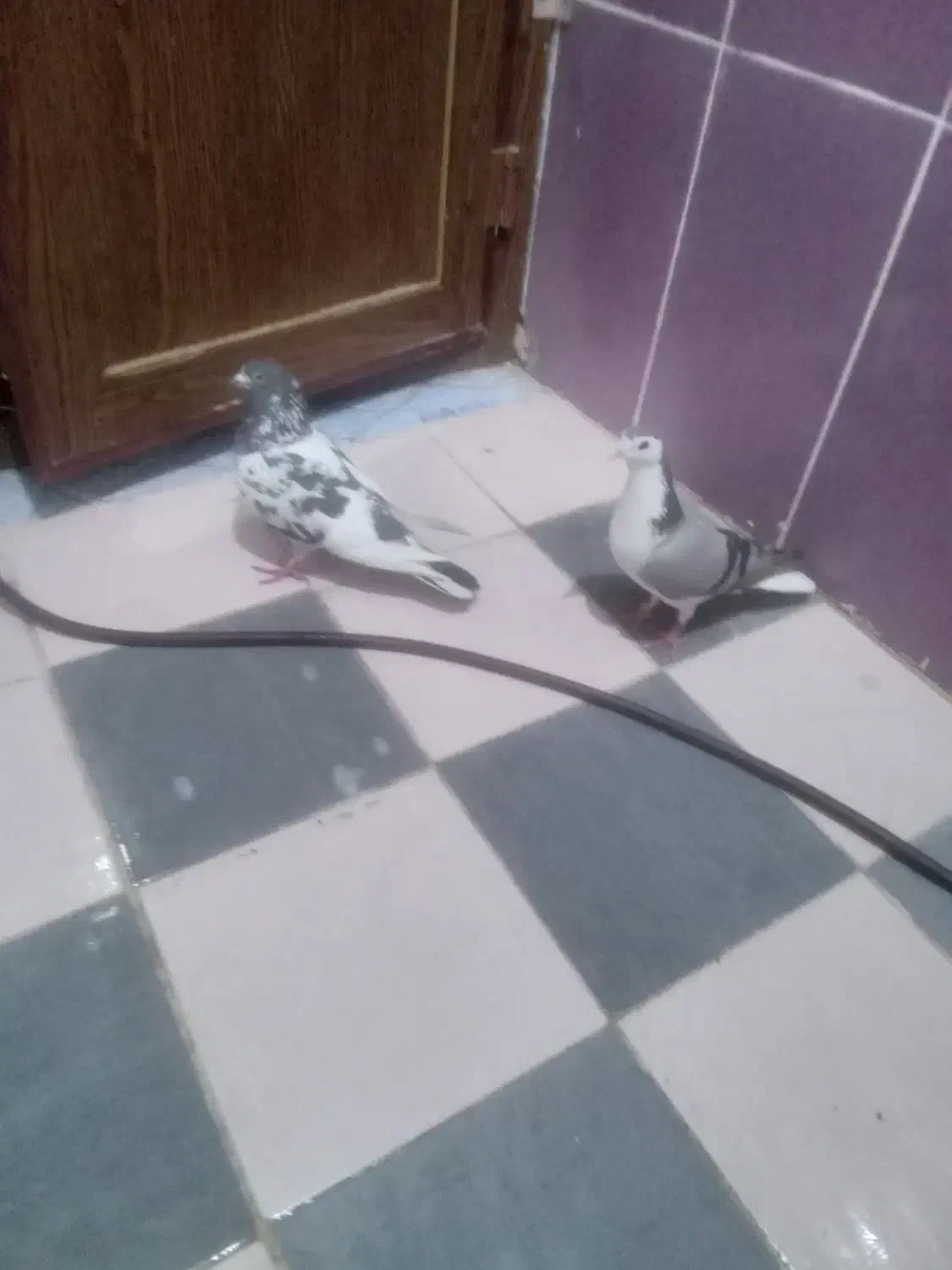 کبوتر|پرنده|مسجد سلیمان, |دیوار