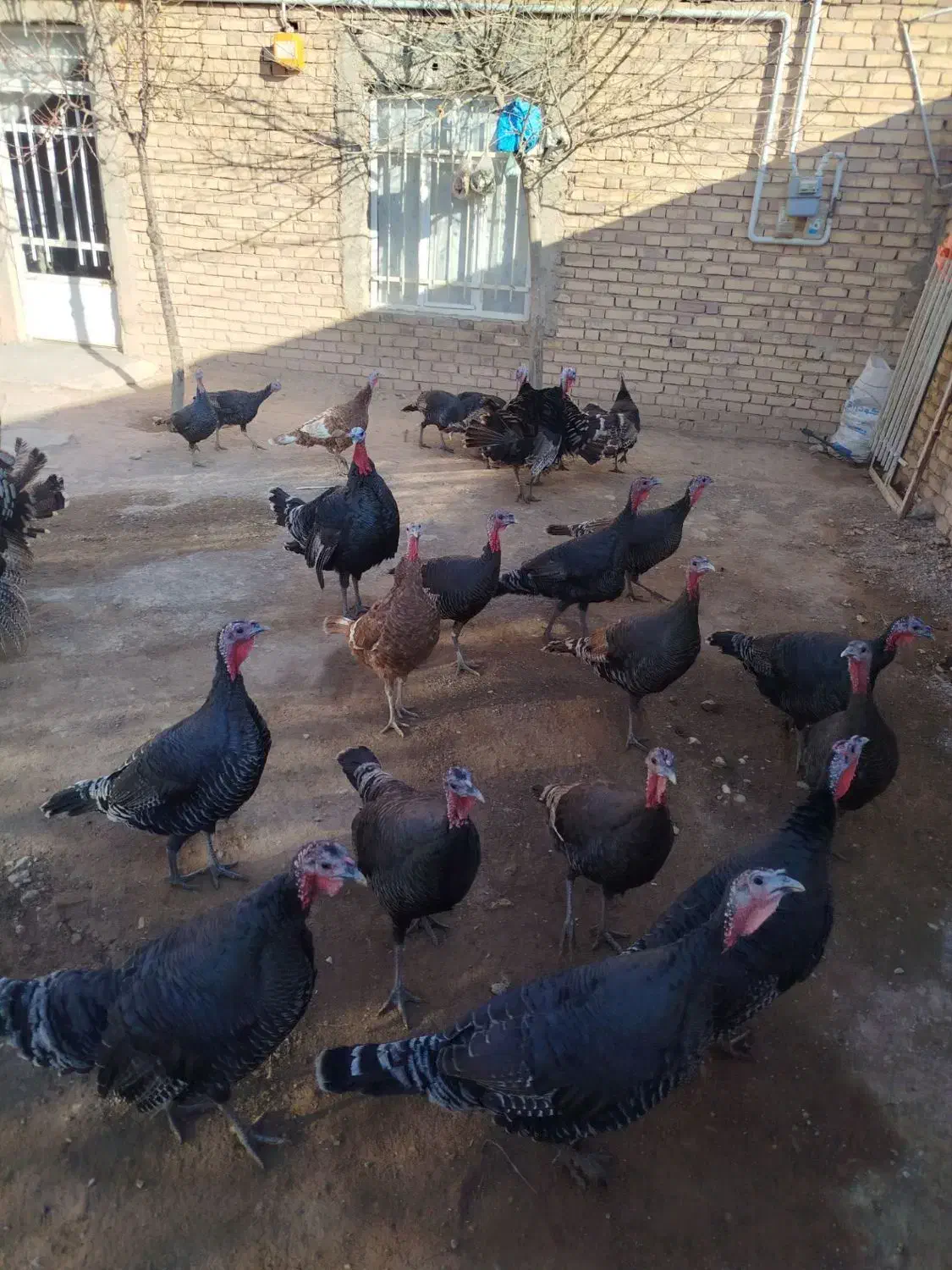 تعدادی بوقلمونو نر و ماده جوان|حیوانات مزرعه|قیدار, |دیوار