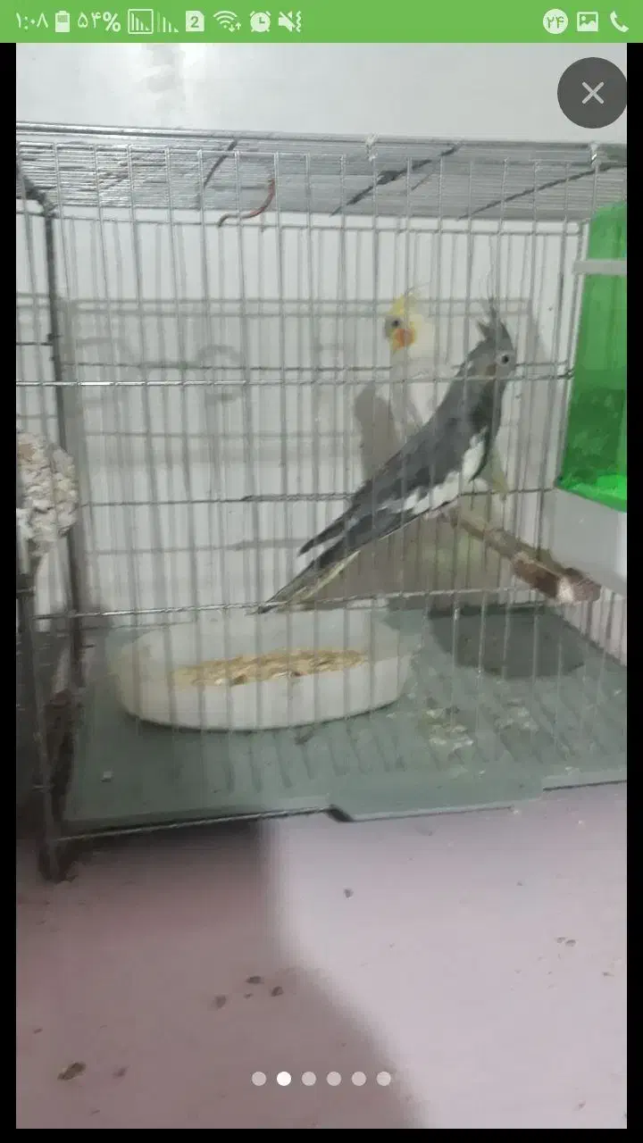 عروس مولد|پرنده|اراک, |دیوار