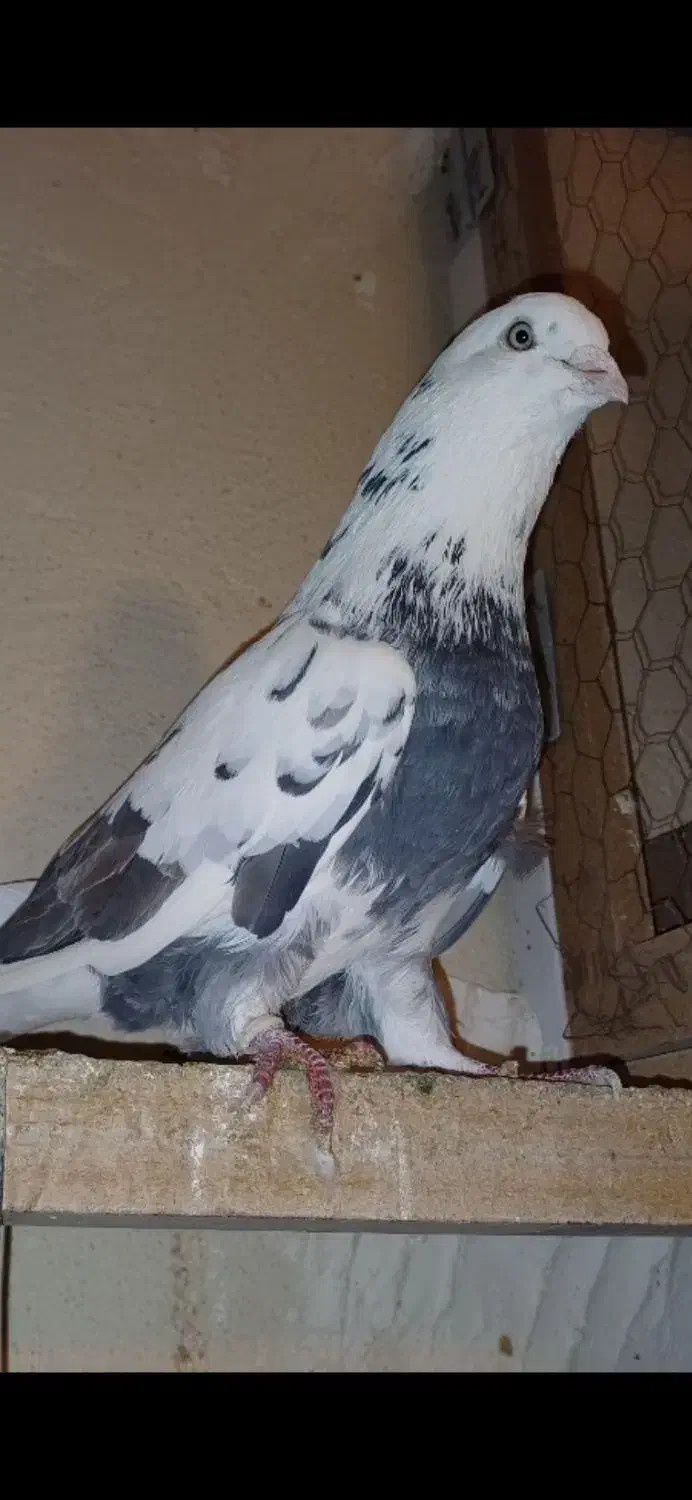 کبوتر قدیم تهران|پرنده|ری, دیلمان|دیوار