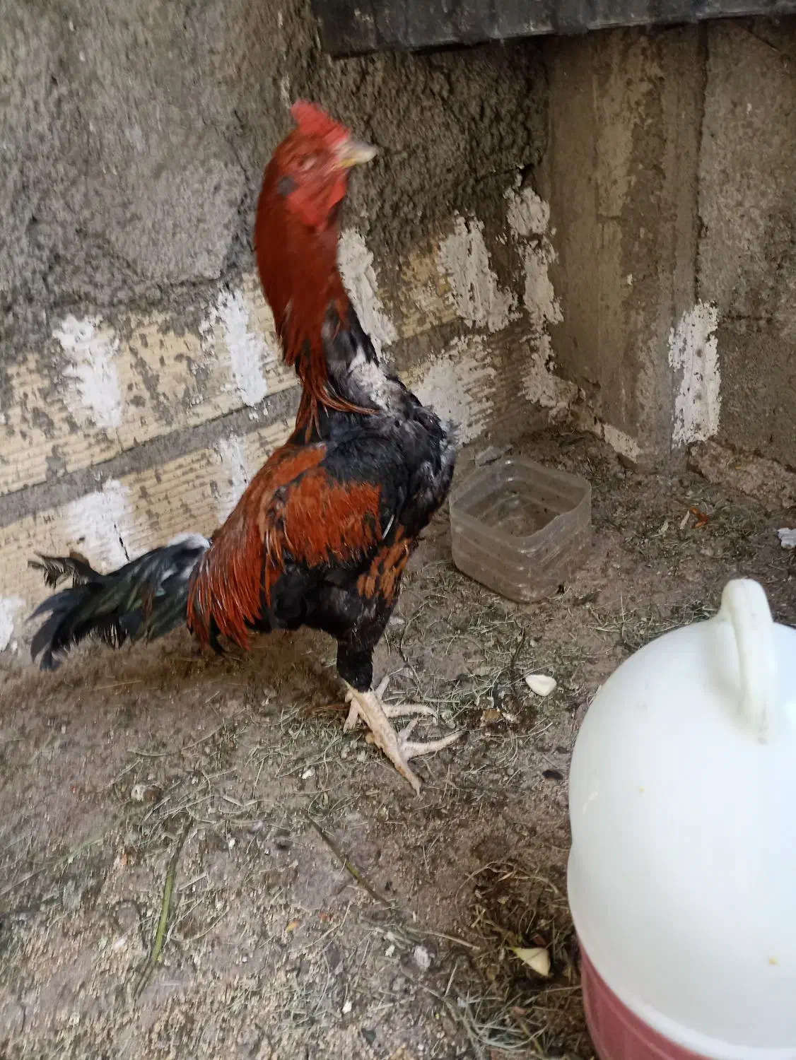 خروس ل|حیوانات مزرعه|هیرمند, |دیوار