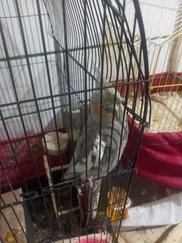 عروس هلندی گمشده|پرنده|ابریشم, |دیوار