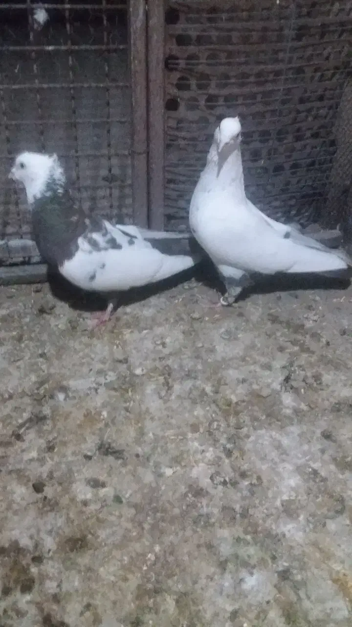 تعدادی کبوتر نر وماده هم جفتی هم تکی|پرنده|تاکستان, |دیوار