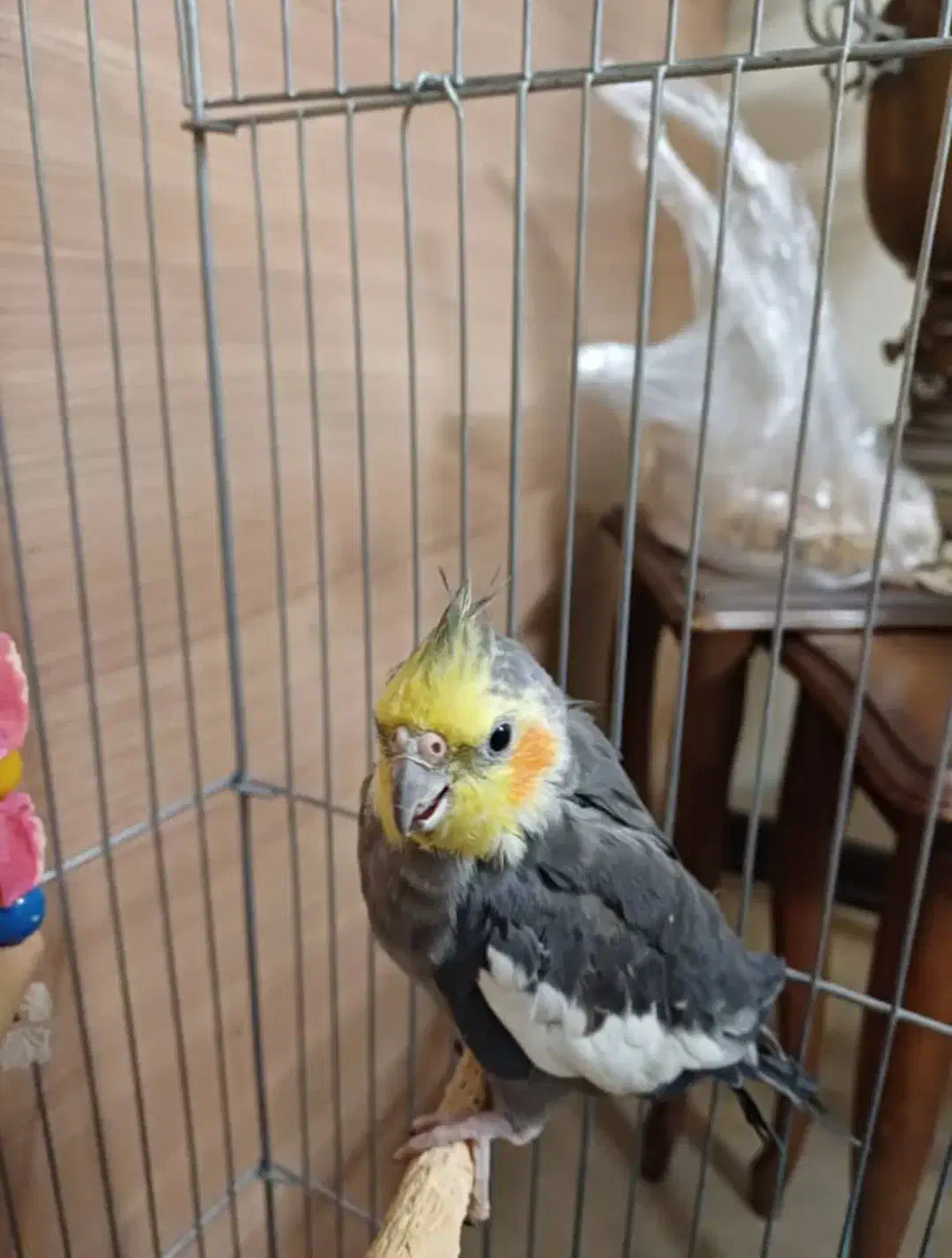 عروس هلندی|پرنده|تهران, ائمه اطهار|دیوار