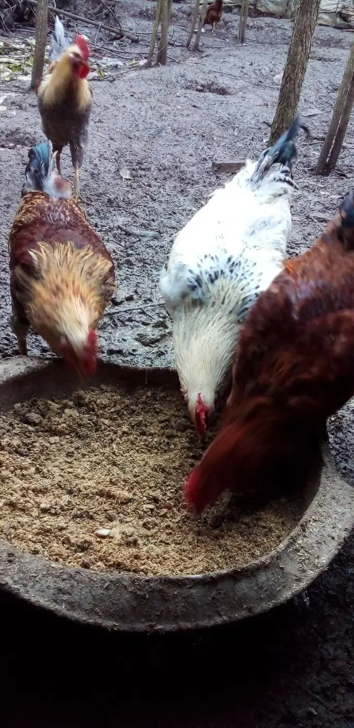 خروس|حیوانات مزرعه|رشت, پیرکلاچای|دیوار