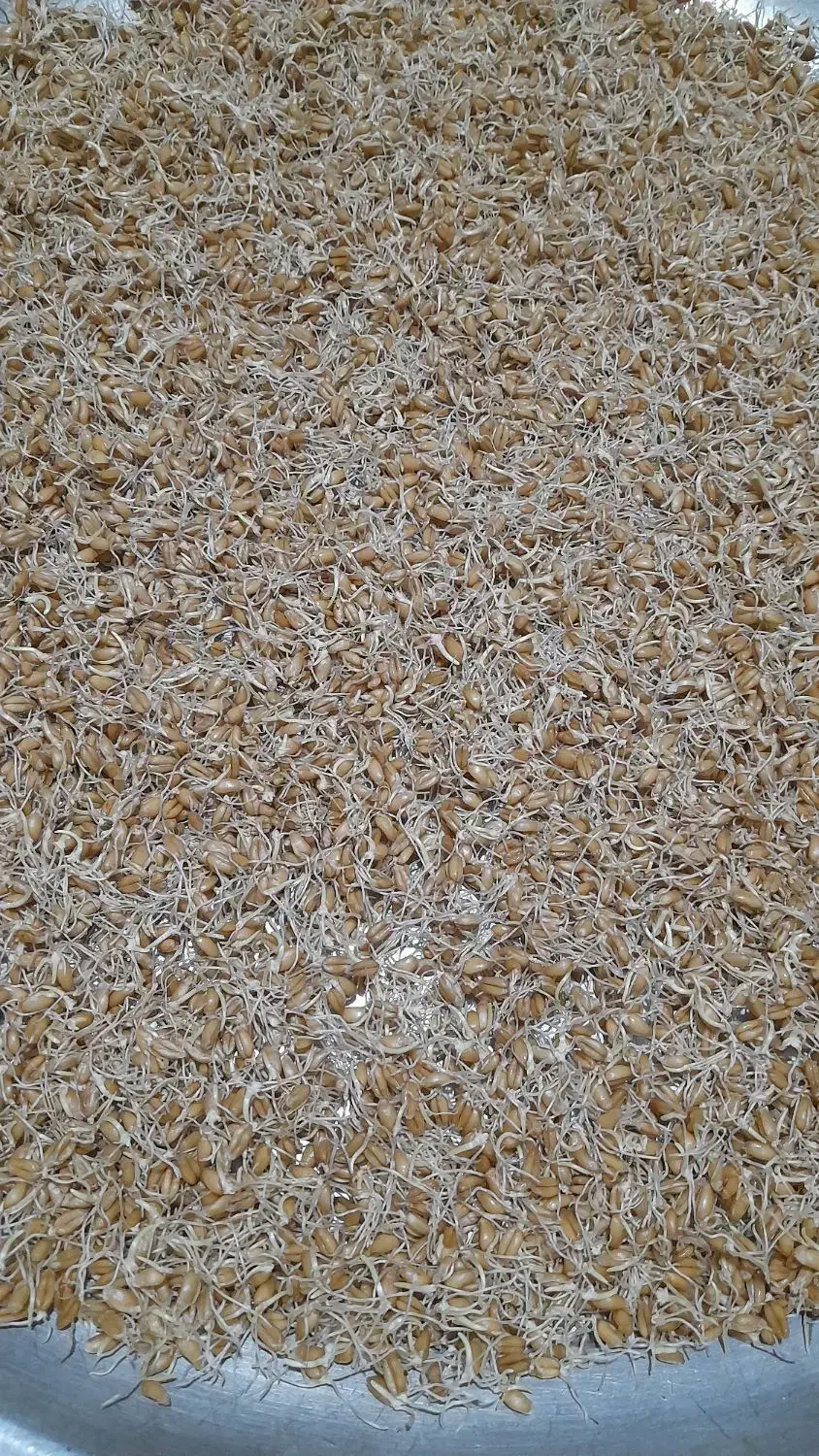 خوراک دام|حیوانات مزرعه|گرگان, |دیوار