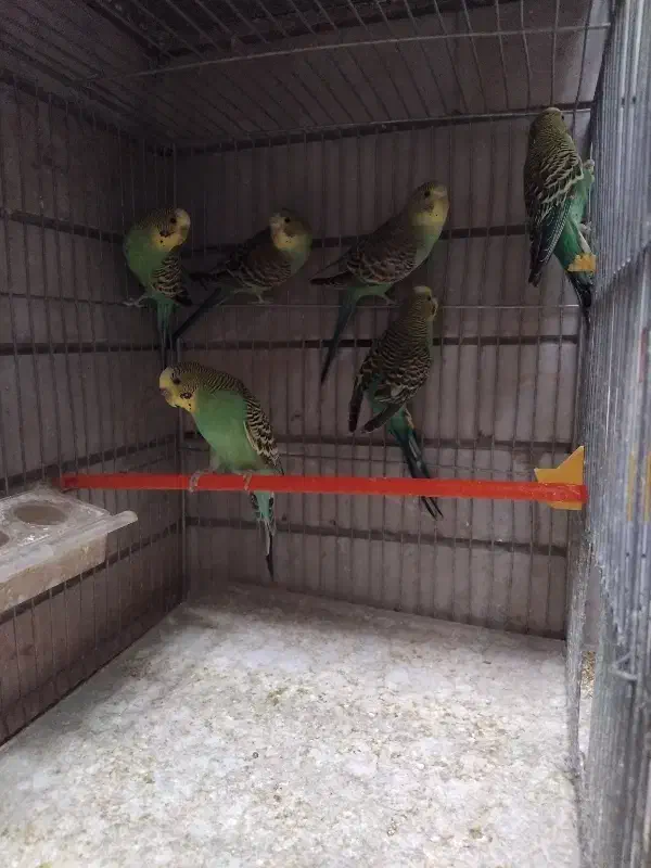 مرغ عشق و سهره|پرنده|اصفهان, قلعه طبره|دیوار