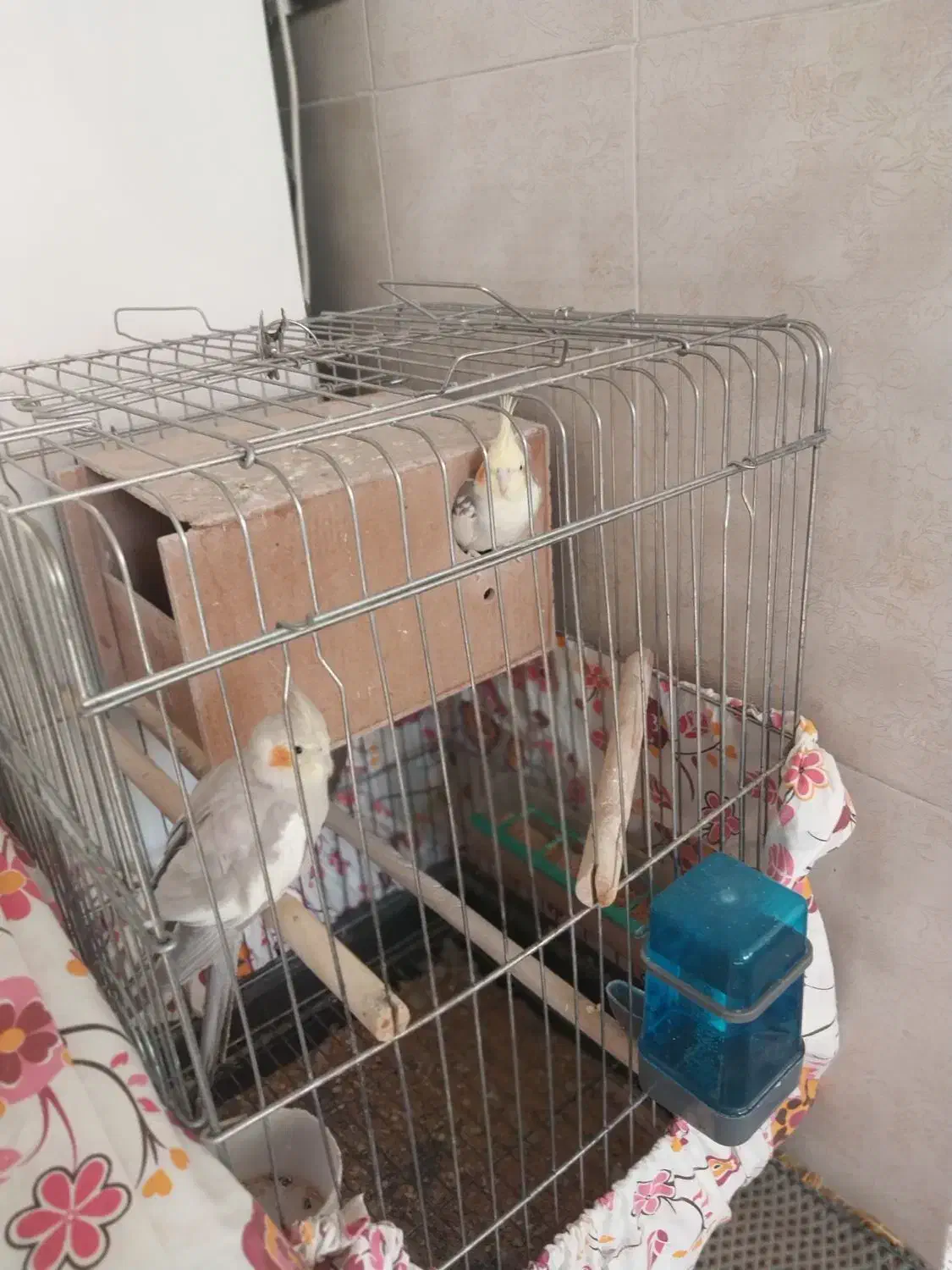 طوطی عروس زیبا ودستی|پرنده|نظرآباد, رسالت|دیوار