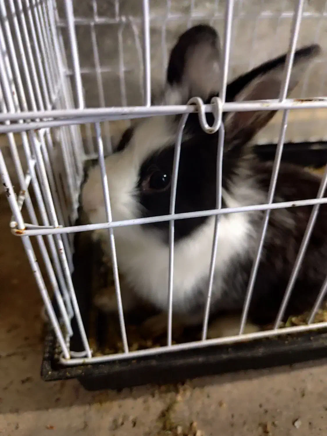 خرگوش|موش و خرگوش|بندرعباس, |دیوار