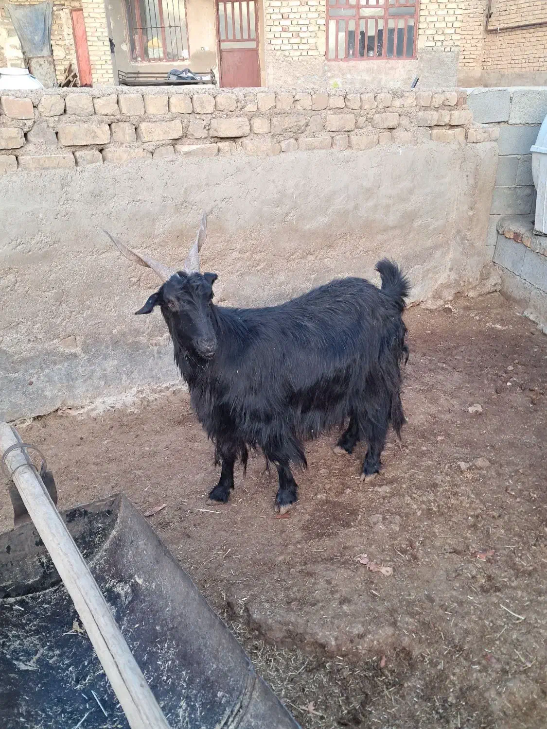 بز آبستن سنگین|حیوانات مزرعه|مرودشت, مجد آباد|دیوار