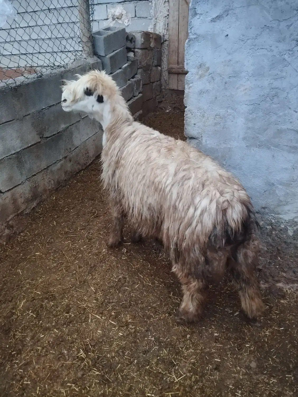 میش|حیوانات مزرعه|اردل, |دیوار